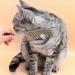 JdXun Pet Comb Set - 2 Stainless Steel Dog & Cat Brushes for Knot Removal | Rounded Teeth Pet Grooming Tools (19 x 3.3cm) - Buy Online on GoSupps.com