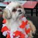 Shop Hacho Tutu Rock for Dogs - Wedding Tulle Tutus for Small & Medium Dogs | White 1 Pack with Hair Loop - Buy Online on GoSupps.com