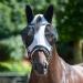 Buy Busse Fly Mask Twin Fit Flexi in Black Shetty Grey | Worldwide Shipping | Ideal for Horses - Buy Online on GoSupps.com
