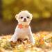 Buy Aring Pet Autumn Dog Collar - Adjustable Yellow & Orange Flower Design for Small to X-Large Dogs - Perfect for Fall - Buy Online on GoSupps.com