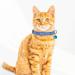 Personalized Cat Neck Bands with Bell - Custom Safety Buckle & Embroidered ID Name (Blue) | International Shipping Available - Buy Online on GoSupps.com