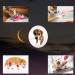 FEILIBAY 15 Pack Cohesive Wrap 2 Inches x 5 Yards - Self Adherent Vet Tape for Pets & Sports - Elastic Self Adhesive Bandage Wrap - 15 Colors - Buy Online on GoSupps.com