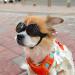 Stylish Panda UV Glasses for Small Dogs - Eye Protection & Windproof Cat Glasses - Buy Online on GoSupps.com