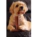 Bamboodles T-Bone Chew Toy for Dogs - Small 4" Peanut Butter Flavour for All Breed Sizes - Buy Online on GoSupps.com
