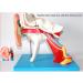 Human Ear Structure Anatomical Model 4 Times Life Size Medical Props Model 8 Parts Inner Ear Ear External Ear Tympanum Eardrum Listen to Small Bones Humerus Anatomy - Buy Online on GoSupps.com