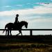 Equithrive Classic Joint Supplement Pellets for Horses - Glucosamine Chondroitin Hyaluronic Acid & MSM - 10 lbs - Optimal Joint Health for Senior Horses - Buy Online on GoSupps.com