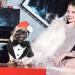 Dog Smoking Suit - Striped Gentleman Costume for Weddings | Formal Pet Clothing for Puppies - Buy Online on GoSupps.com