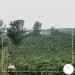Kenya AA Nyeri Pearless Estate Green Coffee Beans - 3 lbs - Specialty Arabica - Fair Trade - Women Produced - Fresh Crop - Buy Online on GoSupps.com