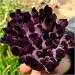 Room Decoration Natural Violet Ghost Phantom Quartz Crystal Cluster Specimen 1pcs (Size : 600-700g) - Buy Online on GoSupps.com