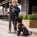 DOG Copenhagen Comfort Walk Pro Harness - Classic Red Size S | International Shipping Available - Buy Online on GoSupps.com