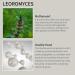 Combutea Relaxing Essence - Soothing Herbal Tea for Global Shipping | Achieve Calm & Wellness - Buy Online on GoSupps.com