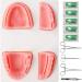 Oral Suture Training Kit - High Simulation Dental Suture Set with Forceps | Silicone Model for Clinics - International Shipping Available - Buy Online on GoSupps.com