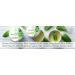 Teliaoils Lemon Balm Salve 1.7 Oz - Fast Acting Natural Relief for Cold Sores, Shingles, Rashes, and Irritated Skin - Buy Online on GoSupps.com