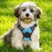 Rabbitgoo Dog Harness for Medium Dogs - No Pull Adjustable Breathable Safe & Stylish - Light Blue (1 Pack) - Buy Online on GoSupps.com