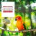 Balacoo 1pc Automatic Feeding Box Ladder Water Dispenser Poultry Automatic Food Feeder Quail Birds - Buy Online on GoSupps.com