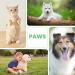 Best Dogs Paw Cleaner (150ml) | No Rinse Foaming Shampoo | Pet Paw Care Accessories for Dogs & Cats | Perfume-Free Paw Brush - Buy Online on GoSupps.com