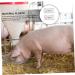 Magiclulu 4-Piece Pregnant Tester Kit | Farm-Test Tools for Pregnancy Strips in Animals | Sow Pregnancy Test Strips - High Accuracy | Durable & Reliable - Buy Online on GoSupps.com