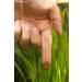 Sera O-Nip Nature 250 ml - 7% Krill Adhesive Tablets for Healthy Aquarium Fish Feed - High Usability Fewer Algae Tablets - International Shipping Available - Buy Online on GoSupps.com