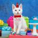 Amaxiu Small Dog Cat Birthday Hat Scarf Set Cute Pet Birthday Bandana Party Supplies Puppy Happy Birthday Decorations Embroidered Birthday Gift for Girls Boys Kitten Dog (Red) - Buy Online on GoSupps.com