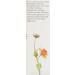 Jurlique Calendula Redness Rescue Soothing Moisturizing Cream - 3.3 oz (Pack of 1) - Buy Online on GoSupps.com