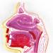 Mouth Nose Throat Pharynx Education Human Body ENT Model Study Model Pathology Nose Throat Model Enlarge The ical Model A+c - Buy Online on GoSupps.com