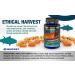 Biotest Flameout Inflammation Scavenger - 5500mg Omega-3 Fish Oil Supplement - Pharmaceutical Grade DHA & EPA - Promotes Brain & Heart Health - 90 Softgels - Buy Online on GoSupps.com