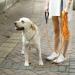Pettom Reflective Dog Training Line - 5m/10m/15m Leash with Hand Loop & 2 Carabiners - Long Rope Leash for Small & Medium-Sized Dogs (10m Orange) - Buy Online on GoSupps.com
