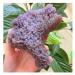 Natural Grape Agate Crystal Specimen Home Decor ZJGIDTEM (Size : 20-40g)