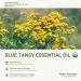 Organic Blue Tansy Essential Oil Direct from Malagassi Essential Oils - Ideal in Face Oil - Organic Blue Tansy for Candle Making and Soap Making (5 mL) Organic Blue Tansy 0.17 Fl Oz (Pack of 1) - Buy Online on GoSupps.com