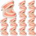 12 Pcs Dental Teeth Model Standard Teeth Models Plastic Mouth Model  Dental Demonstration Model Teaching Study Supplies for Kids Teaching  Dentist  Dental Students  Clean Display  3.15 x 2.2 Inch