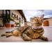 WDPAWS Heart Bling Pink Cat Collar - Adjustable Safety Belt and Bell - Ideal for Kitten Cats 8-11 inches - Buy Online on GoSupps.com