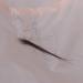 Buy BESTonZON Foldable Waterproof Hair Cutting Cape - Salon Hairdressing Accessories for Adults - Buy Online on GoSupps.com
