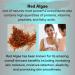 Delfanti-Milano Collagen Rejuvenating Night Cream with Black Pearl and Red Algae Gel - Made in Italy - Buy Online on GoSupps.com
