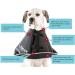 All Four Paws Comfy Cone Pet Collar - Skin-colored | Ultimate Comfort & Protection for Pets - Shop Internationally! - Buy Online on GoSupps.com