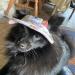 Adjustable Dog Sonnen Hat - Summer Baseball Cap with Ear Holes for Small Dogs & Cats | Sun Protection & Outdoor Sports - Buy Online on GoSupps.com