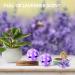 Shoe Fresheners Sneaker Shoe Deodorizer Balls 6 Pack Shoe Odour Eliminator for Shoes Gym Bag Drawers - Lavender Scent Lavender 1 count (Pack of 6) - Buy Online on GoSupps.com
