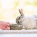 Beaphar Care+ Rabbits & Small Mammals - 5 kg | Supports Immunity Digestion & Dental Health with Spirulina & Omega Fatty Acids - Buy Online on GoSupps.com