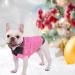 Cit toile Warm Dog Sweater - Stylish Turtleneck Knitting for Autumn & Winter | Cozy Puppy Clothing with Linen Holes | Perfect for Small & Medium Pets in Pink - Size M - Buy Online on GoSupps.com