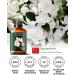 Jasmine Essential Oil Pure Jasmine Oil Mumianhua Nighttime Floral Bliss for Pillow Mist & Luxurious Perfume Bedroom Diffuser & Skin Elixir 3.38 Fl Oz - Buy Online on GoSupps.com