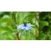 Egyptian Nigella Flower Honey - Net weight 500g - Pure - 100% natural - rare honey among the best in the world - no added nigella - immunity BOOSTER - Buy Online on GoSupps.com