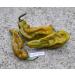 Portal Cool Nero Mustard: C. chinense Peperoncino Reaper Nero fantasma Pepper Ecc Chili Semi 20+ Pz - Buy Online on GoSupps.com