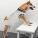 Luxury Dog Coat for Post-Op Recovery | Cuddly Vest for Male & Female Dogs | Surgical Sweater for Belly Wounds (XS Gray-1) - Buy Online on GoSupps.com