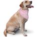 Vercoise Big Sister Dog Bandana | Gender Reveal Photo Props | Pregnancy Announcement Pet Scarf (Pink) - Buy Online on GoSupps.com