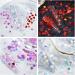 Gzmayuen Heart Glitter Sequins for Valentine's Day Nail Art - 12 Colors 3D Holographic Heart Flakes & Stickers for Stunning Nail Designs - Buy Online on GoSupps.com