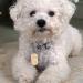 Personalized Stainless Steel Dog Tags | Custom Engraved Tags for Dogs & Cats | Camal Brand - Round Bone Heart & More Shapes - Buy Online on GoSupps.com