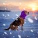 CoBee Soothing Earmuffs for Dogs | Noise Protection Ear Flap Head Wrap - XL Violet | Comfort & Care for Bathing - Buy Online on GoSupps.com