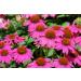 Echinacea Purpurea Collection - Hardy Perennials | Bee-Friendly Purple Sun Hat by Perennial Passages - Buy Online on GoSupps.com