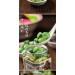 Laba Garlic, Jade Garlic, Fresh Green Garlic, Pickled Vegetable, Pickled with Vinegar, Pickled Garlic, Sugar Garlic, Shandong Special, Sweet and sour garlic (1 can) - Buy Online on GoSupps.com