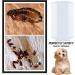 Flea Detection Kit Pet Flea Ticks And Lice Detection Kit With 3 Combs 4 Test Papers And Instructions Fine Teeth Combs For Grooming Hair Dandruff Kittens Dogs Cats Pet Supplies (Pack Of 1 Kit) - Buy Online on GoSupps.com