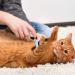 DDSHUN Professional Pet Grooming Brush Tool for Dogs, Cats, and Horses - Blue - Buy Online on GoSupps.com
